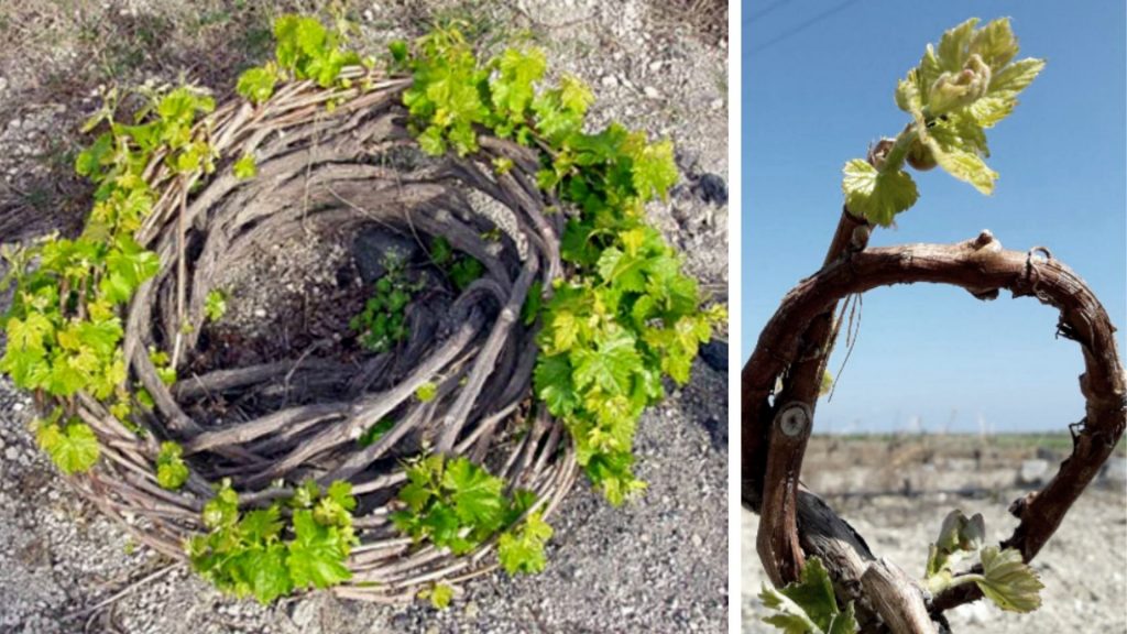 Different vine cultivation ways for Santorini wine