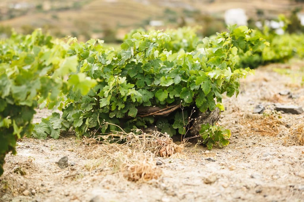 A vine cultivated in a circular form in order to make Santorini wine