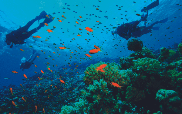 Foto subaquática do mar com 2 pessoas a fazer mergulho e peixes a nadar